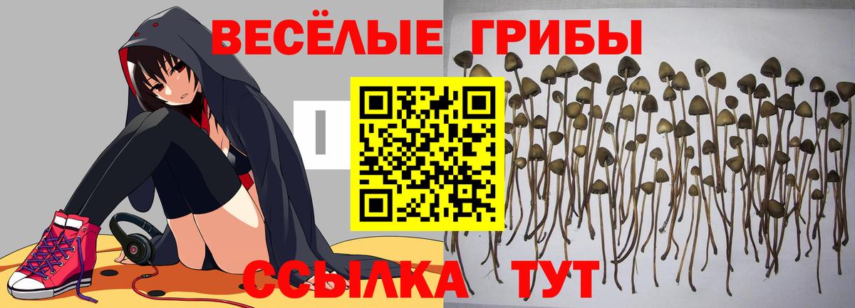 Галлюциногенные грибы Psilocybe  Псилоцибиновые грибы прущие грибы  Горно-Алтайск  Вход с VPN 